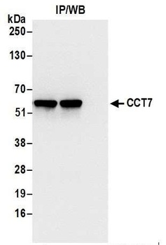 CCT7 Antibody