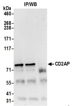 Rabbit anti-CD2AP Antibody