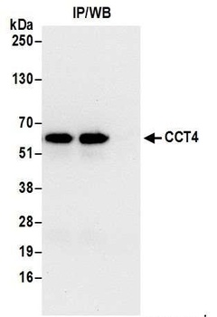 CCT4 Antibody