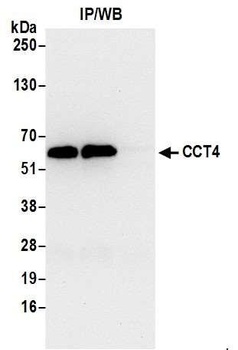 Rabbit CCT4 Antibody