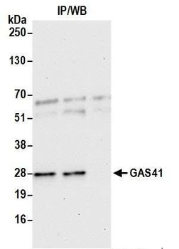 GAS41 Antibody