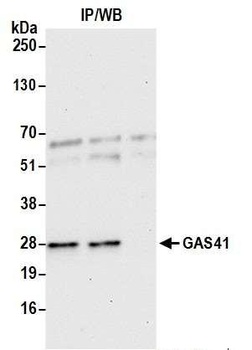 Rabbit anti-GAS41 Antibody