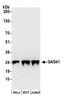 Rabbit anti-GAS41 Antibody