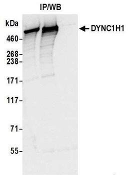 Rabbit anti-DYNC1H1 Antibody