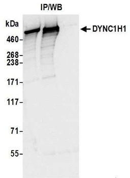DYNC1H1 Antibody