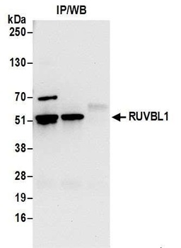 RUVBL1 Antibody