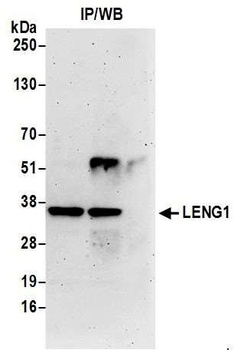 LENG1 Antibody