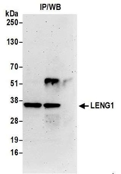 Rabbit anti-LENG1 Antibody