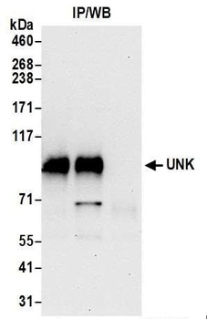 Rabbit anti-UNK Antibody