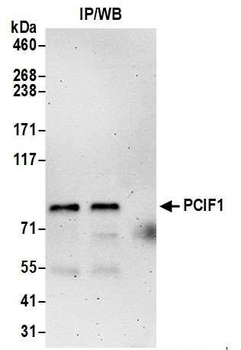 Rabbit anti-PCIF1 Antibody