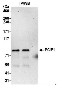 PCIF1 Antibody