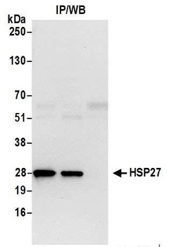 Rabbit anti-HSP27 Antibody