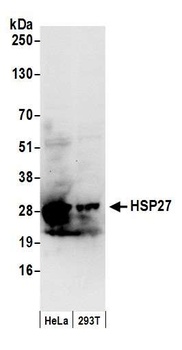 Rabbit anti-HSP27 Antibody