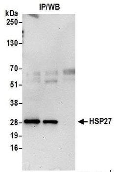 Rabbit anti-HSP27 Antibody