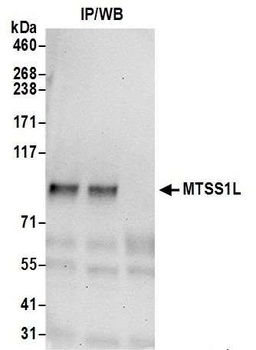 Rabbit anti-MTSS1L Antibody