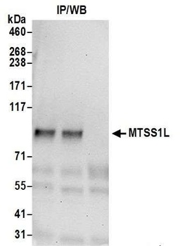 MTSS1L Antibody