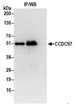 CCDC97 Antibody