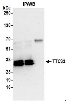 TTC33 Antibody