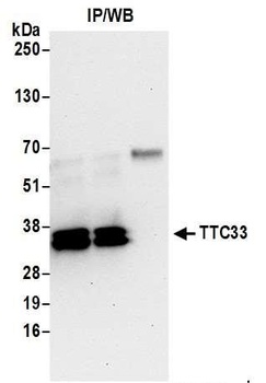 Rabbit anti-TTC33 Antibody