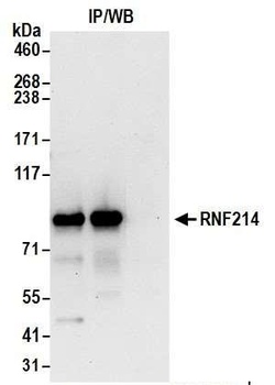 RNF214 Antibody