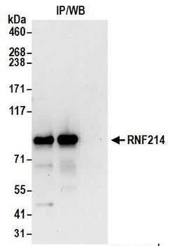 Rabbit anti-RNF214 Antibody