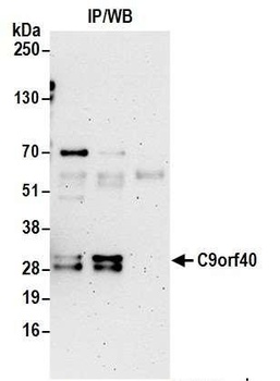 Rabbit anti-C9orf40 Antibody