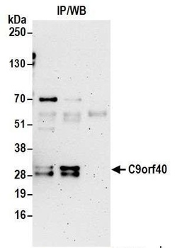 C9orf40 Antibody