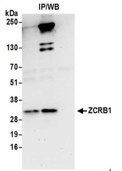 Rabbit anti-ZCRB1 Antibody