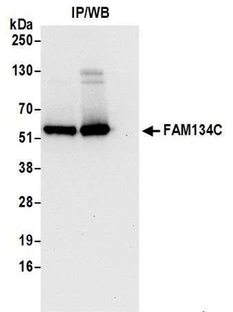 Rabbit anti-FAM134C Antibody