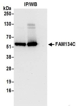 FAM134C Antibody