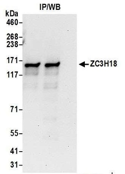 ZC3H18 Antibody
