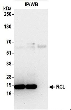 Rabbit anti-RCL Antibody