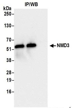 NMD3 Antibody