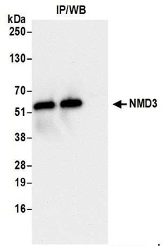 Rabbit anti-NMD3 Antibody