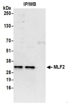 Rabbit anti-MLF2 Antibody
