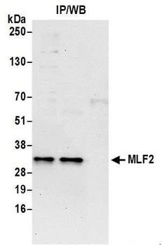 MLF2 Antibody