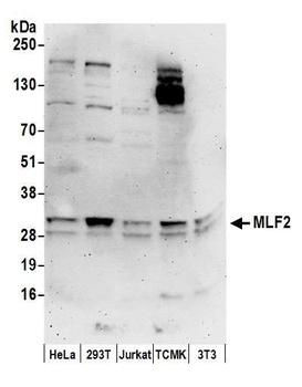 Rabbit anti-MLF2 Antibody