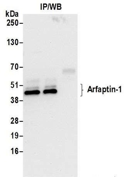 Arfaptin-1 Antibody