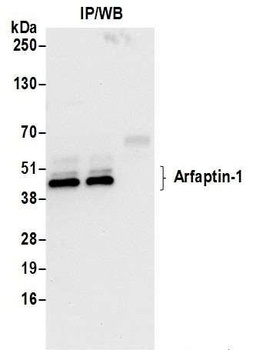 Rabbit Arfaptin-1 Antibody