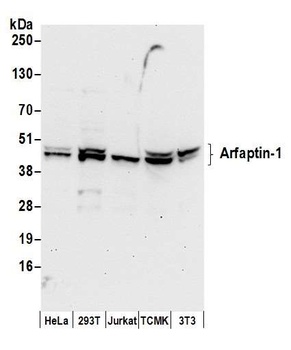 Rabbit Arfaptin-1 Antibody