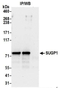 SUGP1 Antibody