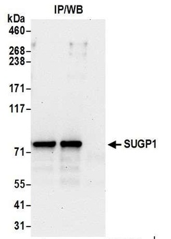 Rabbit anti-SUGP1 Antibody