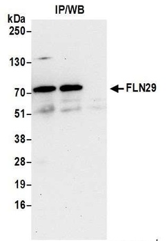 Rabbit FLN29 Antibody