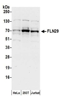Rabbit FLN29 Antibody