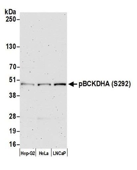 BCKDHA, Phospho (S292) Antibody