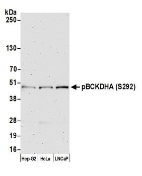 Rabbit anti-BCKDHA, Phospho (S292) Antibody