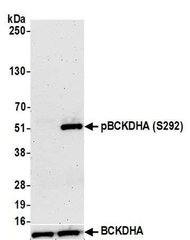 BCKDHA, Phospho (S292) Antibody