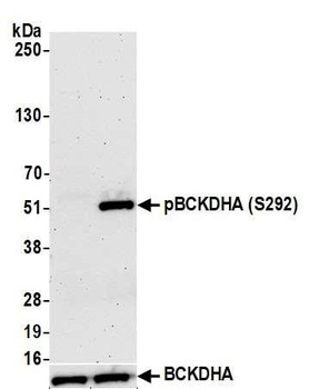 Rabbit anti-BCKDHA, Phospho (S292) Antibody