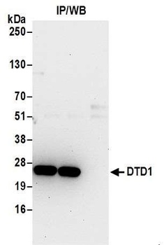 Rabbit anti-DTD1 Antibody