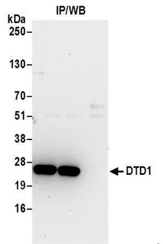 DTD1 Antibody